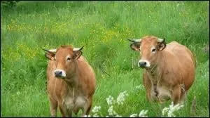 Quelle est cette race de vaches ?