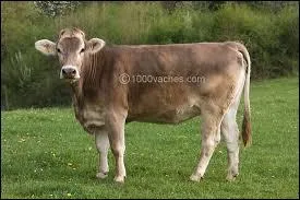 Quelle est cette race de vaches ?