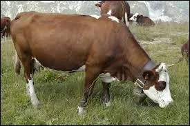 Quelle est cette race de vaches ?