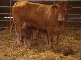 Quelle est cette race de vaches ?
