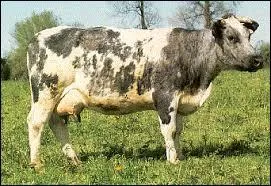 Quelle est cette race de vaches ?