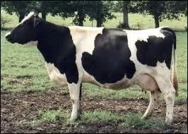 Quelle est cette race de vaches ?
