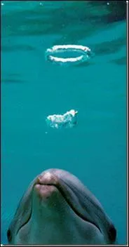 Qui est l'crivain romain vers 77 ap J.C, qui dsigna le dauphin comme  le chanteur de la mer . ?