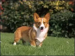 De quelle race est ce chien ?