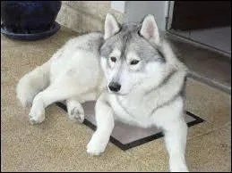 Quelle est cette race de chiens ?