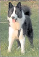 Quelle est la race de ce chien ?