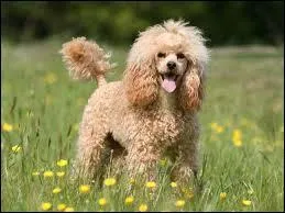 Quelle est cette race de chiens ?