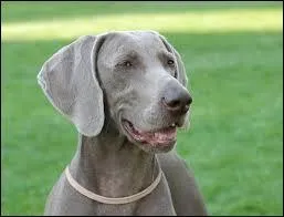 Quelle est la race de ce chien ?