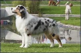De quelle race est ce chien ?