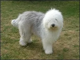 Quelle est cette race de chiens ?