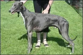 Quelle est la race de ce chien ?