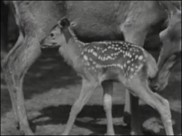 Je suis un jeune chevreuil âgé de six mois à un an. Ma maman est...