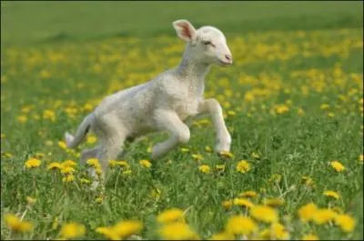 Je fais partie de la famille des ovidés. Ma maman bêle, c'est...