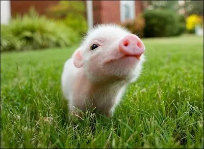 Mon papa est le verrat et ma maman...