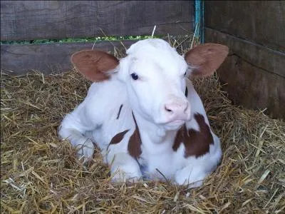 Je suis un jeune bovin de moins de 18 mois. Ma maman est...