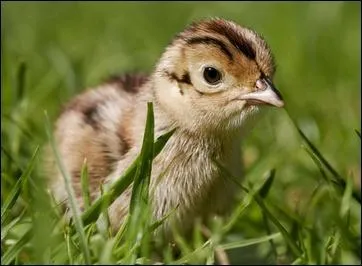 Petit gallinacé, je commence à voler 12 à 14 jours après être sorti de l'uf. Le plumage de mon papa est éclatant. Il est chassé comme gibier à plumes pour sa chair délicate. Ma maman est...