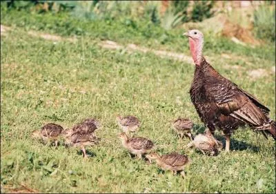 Mon papa glougloute. Ma maman aussi. C'est...