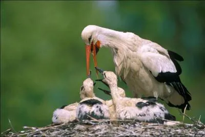 Ma maman claquette ou craquette. On l'appelle...