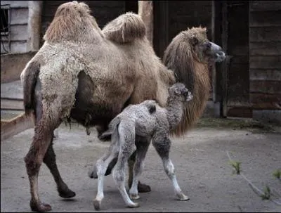 Je fais partie de la famille des camélidés. Lorsque je pousse un cri, je blatère, comme mes parents. Ma maman est...