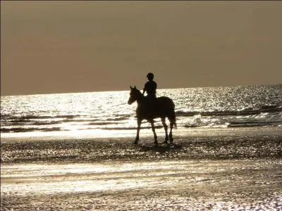 Qu'est-ce qui ne fait pas partie du filet ?