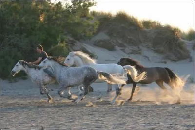 Qu'est-ce qui ne fait pas partie du cheval ?