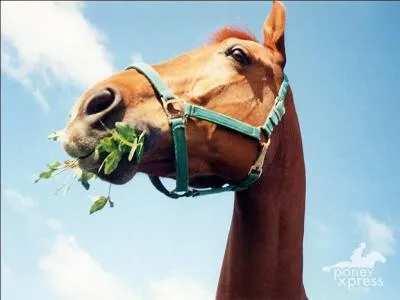 Le cheval peut manger ...