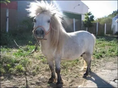 Le cheval est un ...