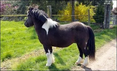 Le cheval peut galoper...