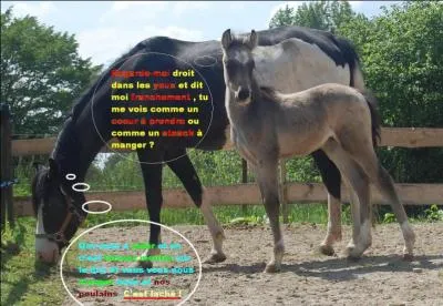Les chevaux peuvent développer un comportement agressif si les mêmes soins se reproduisent quotidiennement.