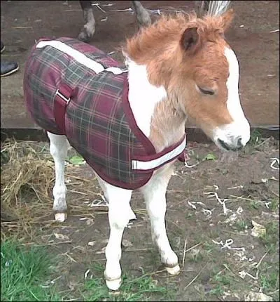 Qu'est-ce que le TREC ?