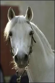 Quelle partie du cheval ne fait pas partie de la tête ?