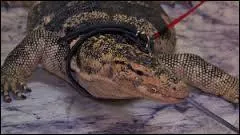 Comment s'appelle le lézard géant de la famille ?