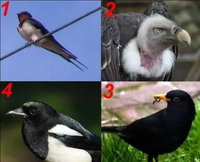 Si je vous dis le mot : "Vulture". Quelle est la bonne image ?