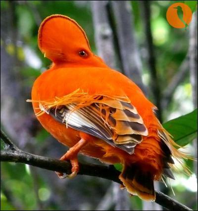 D'après toi, comment s'appelle ce magnifique oiseau ?