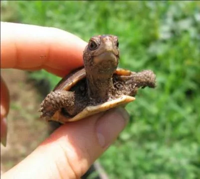 D'après Jean de La Fontaine, quel animal peux-tu associer à la tortue ?