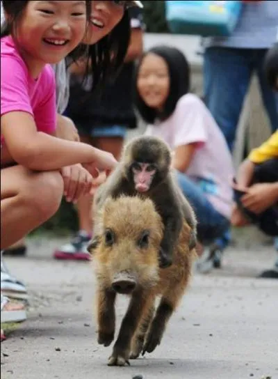 Trouve le nom de la monture du singe !