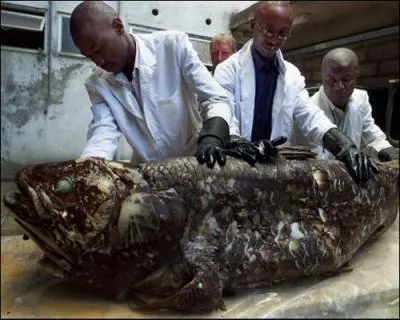 C'est l'un des plus vieux poissons du monde, pendant longtemps on l'a cru disparu, on sait maintenant qu'il existe toujours !
