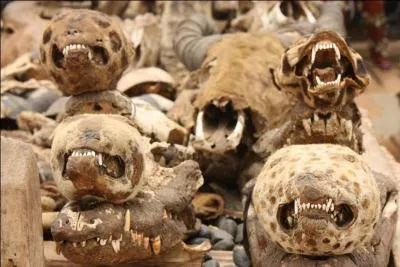 D'o&ugrave; le vaudou est-il originaire ?