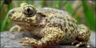 Je m'approche doucement... Je vois un être me ressemblant en train de sauter comme un lapin ! Que dois-je penser ?