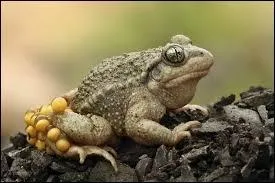 Plus tard je vois des petits ufs par terre ! Que ne puis-je pas dire ?