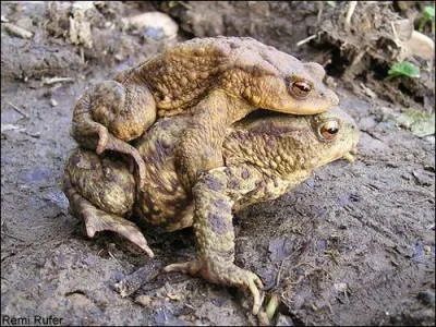 Dans la prairie au printemps, un joli chant retentit... Forcément :
