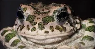 Une grosse araignée m'arrive dessus, que faire ?