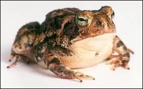 Un énorme crapaud m'arrive dessus... Cochez l'information juste.