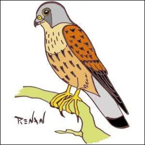 Qu'est-ce qu'un coucou ?