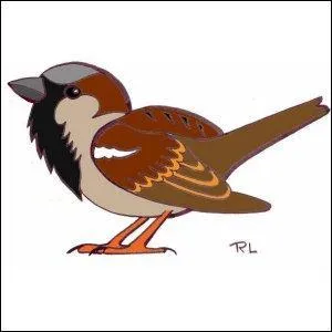 Quel oiseau peut aussi se transformer en paupiette, s'il perd la tête ?