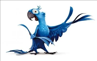 Que ne désigne pas le "coucou" ?