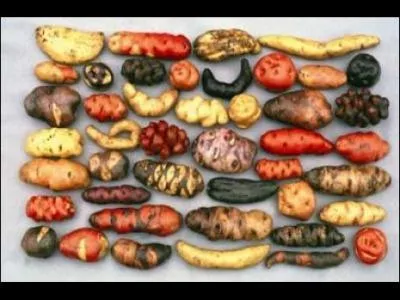 Ce pays en possède plus de 1200 variétés !