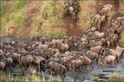 C'est la plus grande migration de gnous d'Afrique, elle se déroule sur deux pays, dont celui-ci !