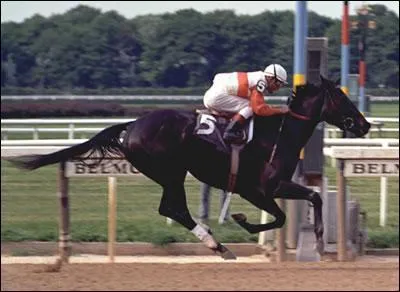 Qui est-ce ? (le cheval)