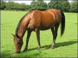 Quelle est cette race ?